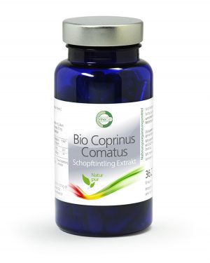 Coprinus comatus - Schopftintling Extrakt